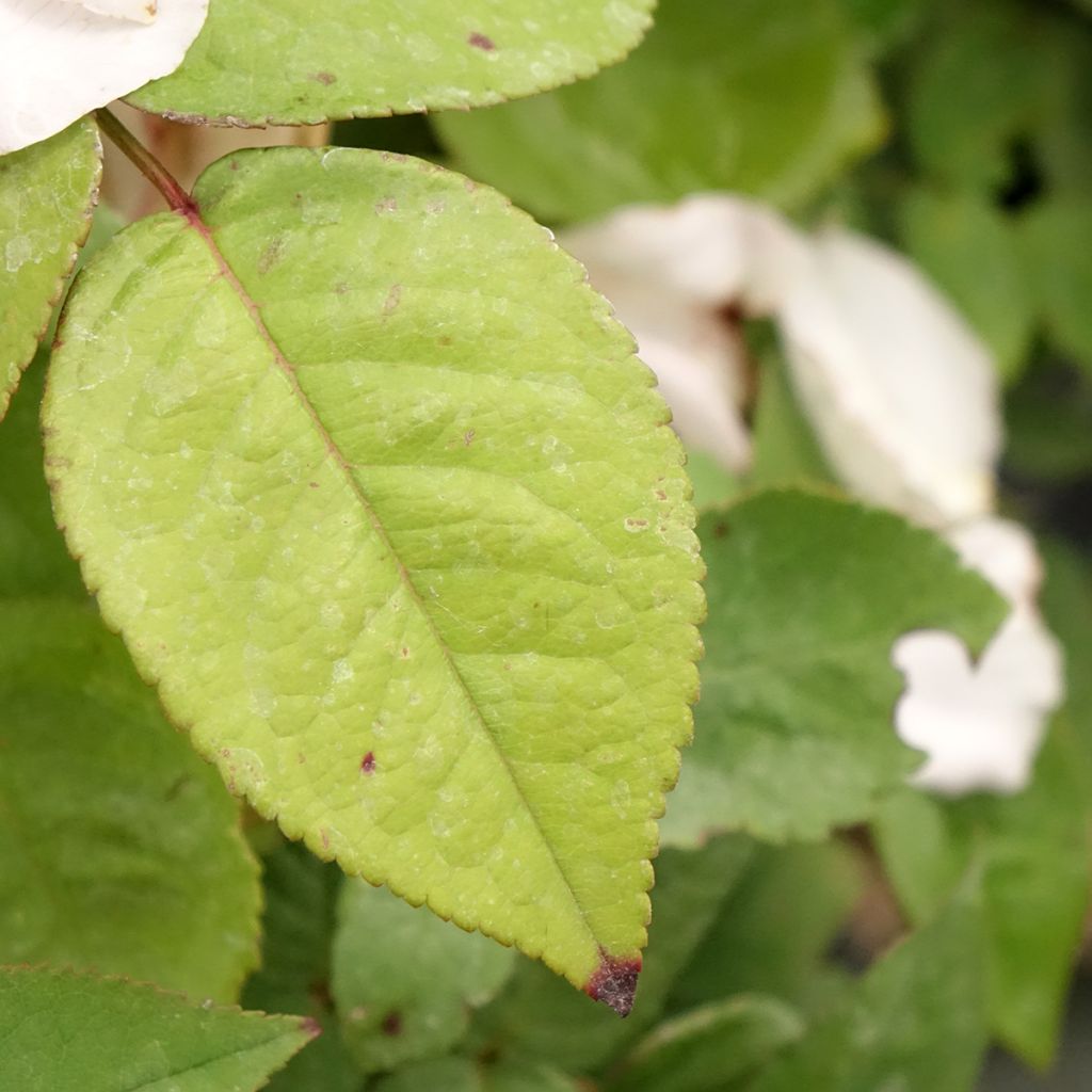 Rosa Madame Ernest Calvat - Historische roos