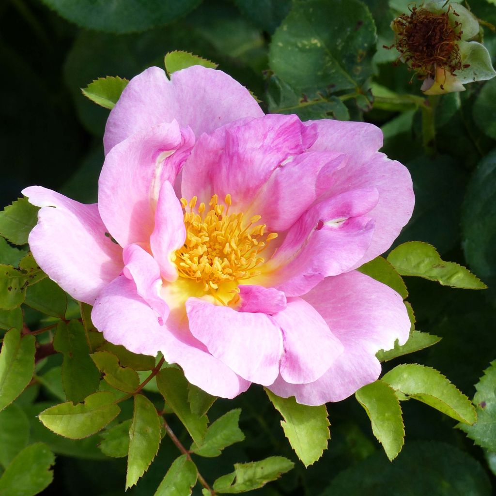 Rosa Marguerite Hilling - Historische roos