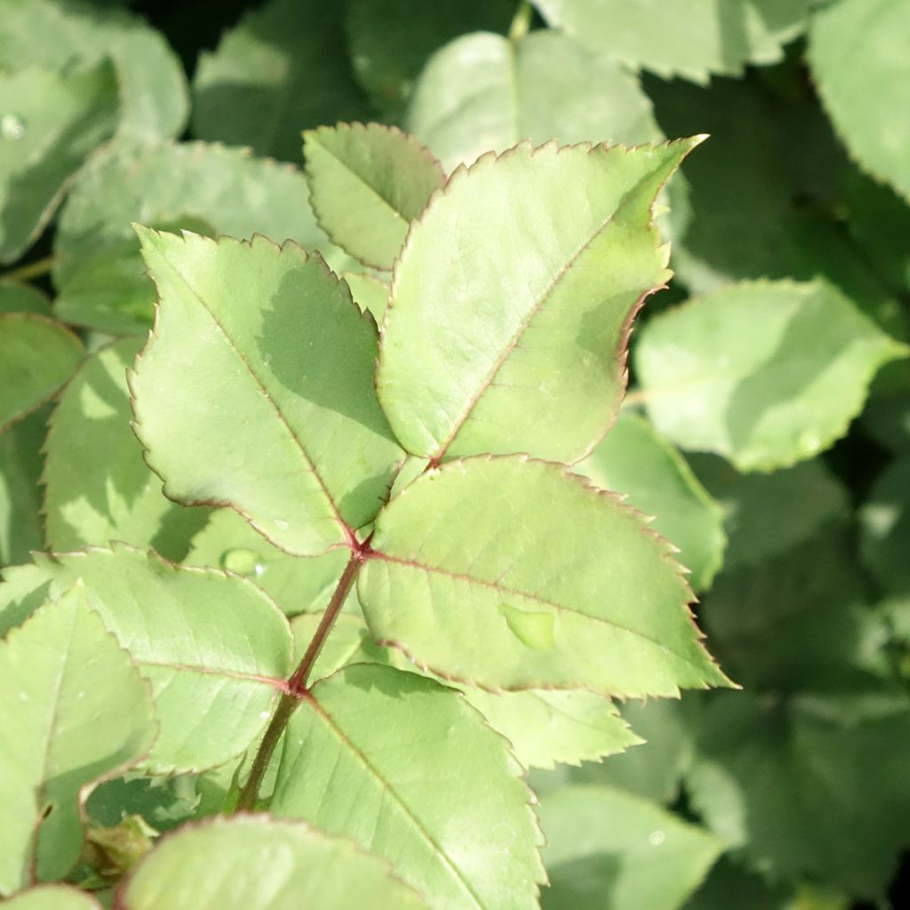 Rosa Madame Isaac Pereire - Historische roos