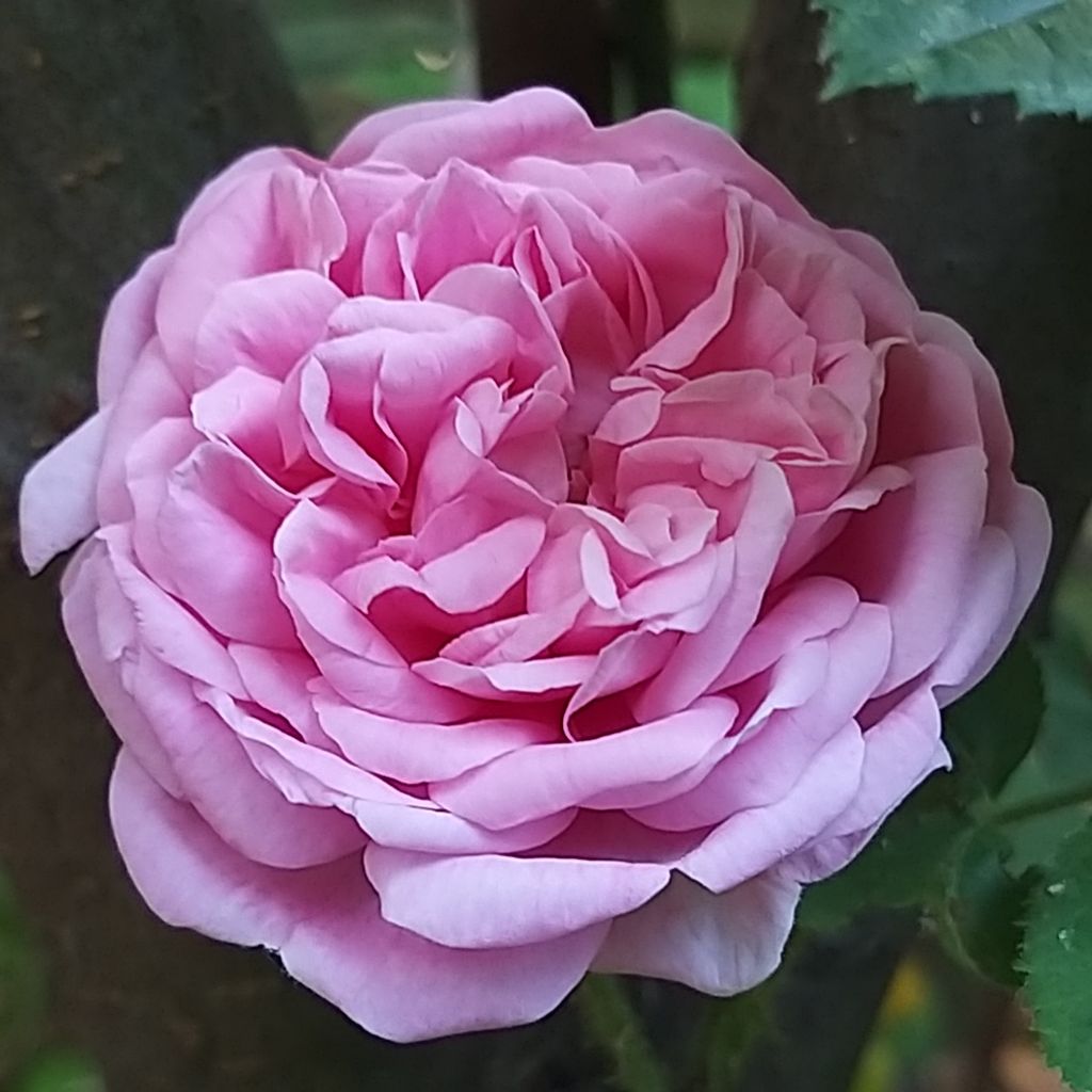 Rosa Salet BIO - Historische roos