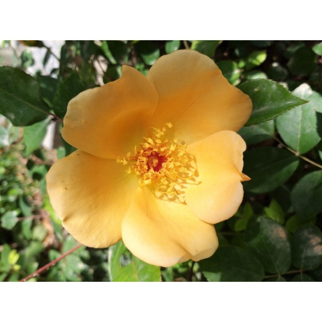 Rosa Mrs. Oakley Fisher - Grootbloemige roos