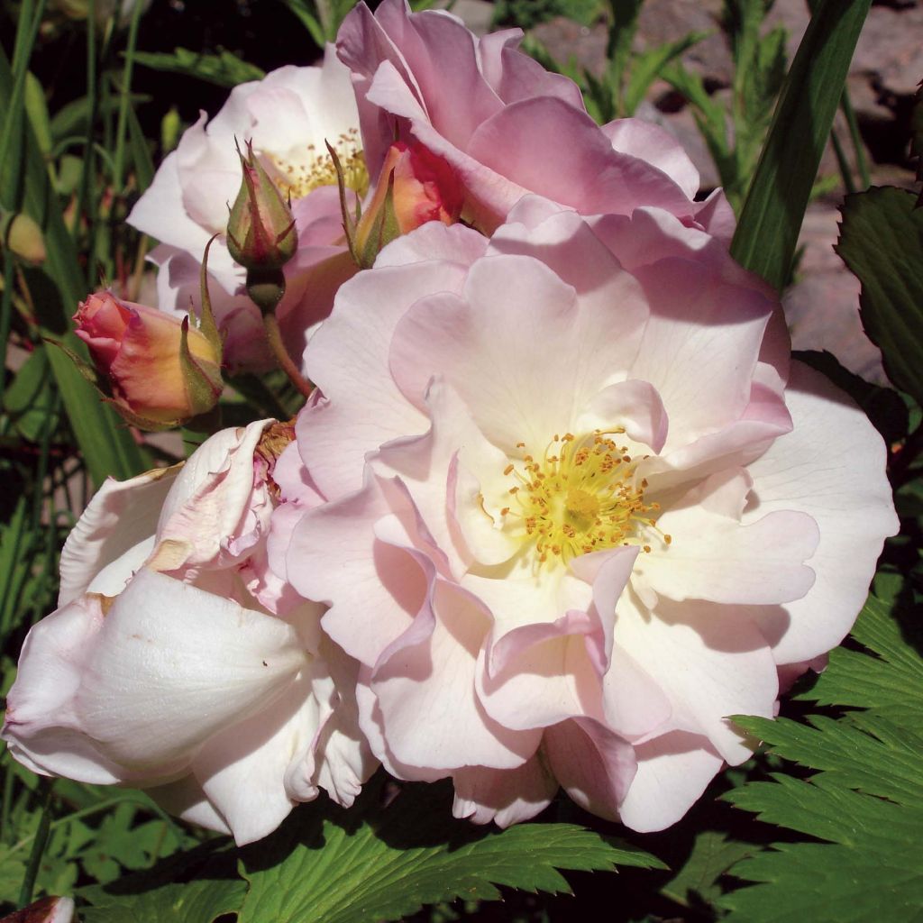 Rosa Penelope - Muskusroos