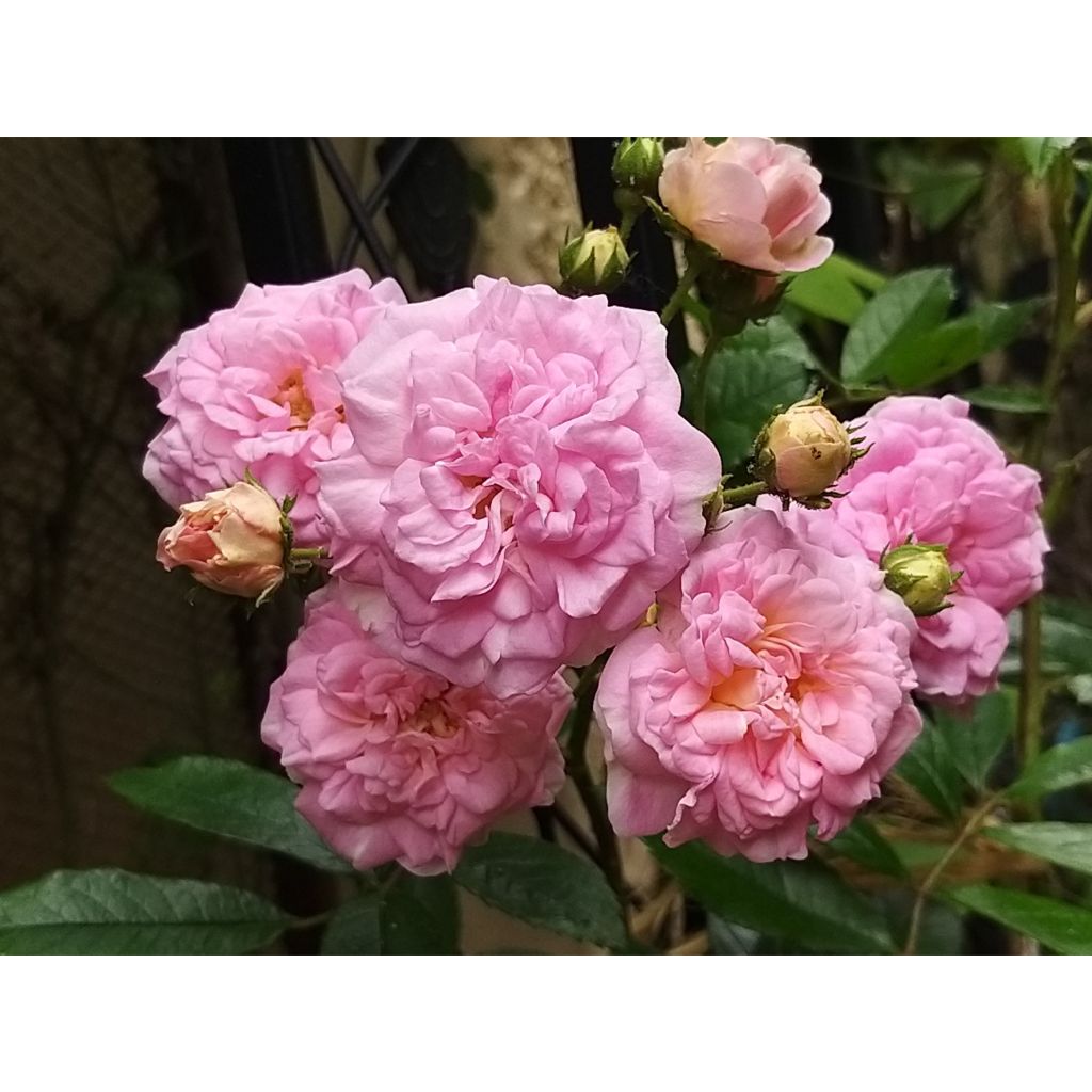 Rosa Pink Ghislaine de Féligonde - Historische roos
