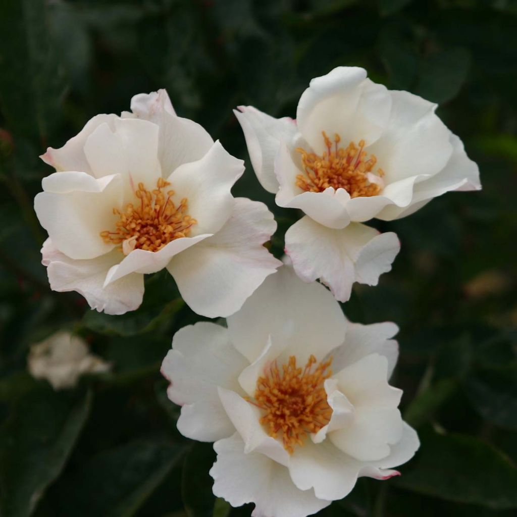 Rosa Sally Holmes - Muskusroos