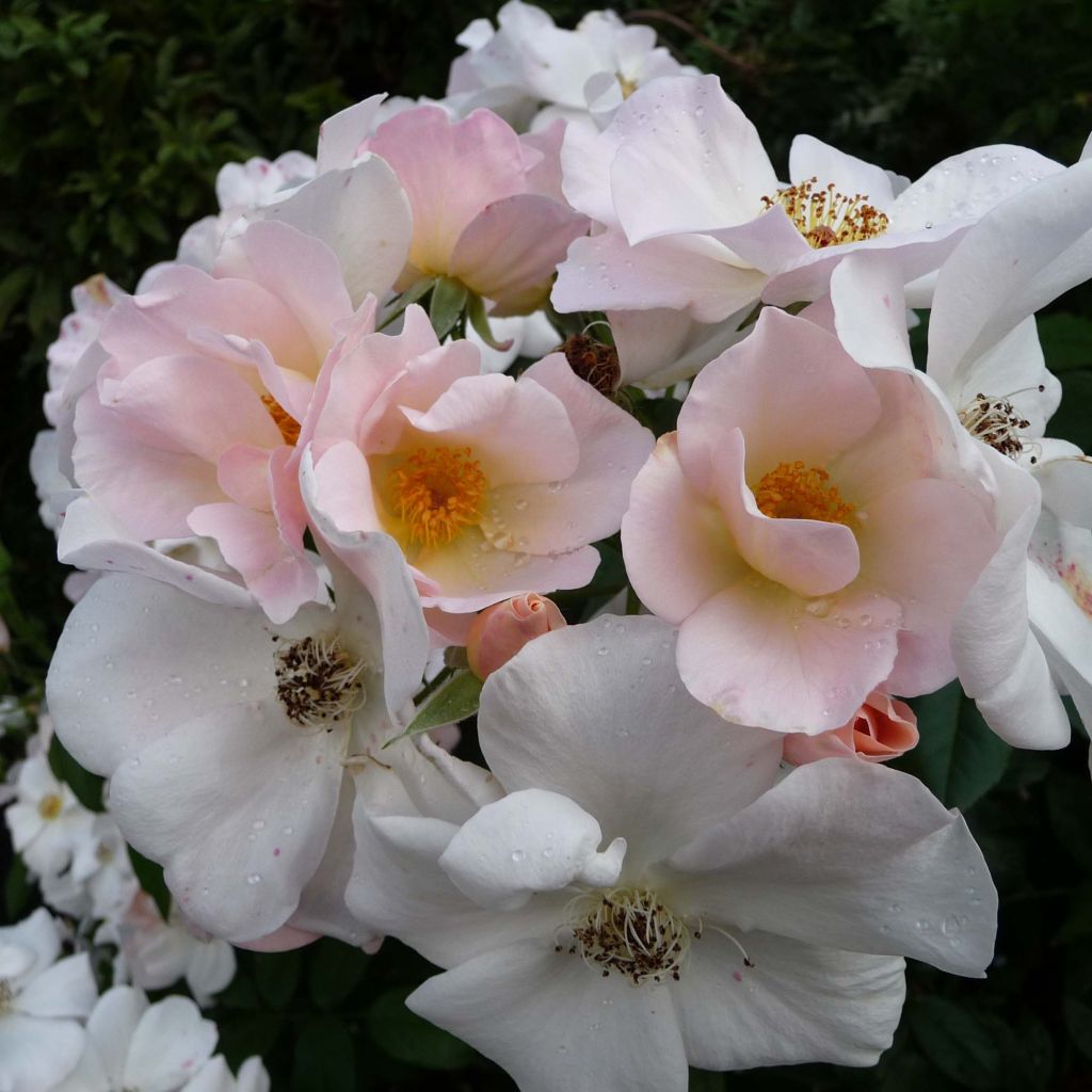 Rosa Sally Holmes - Muskusroos