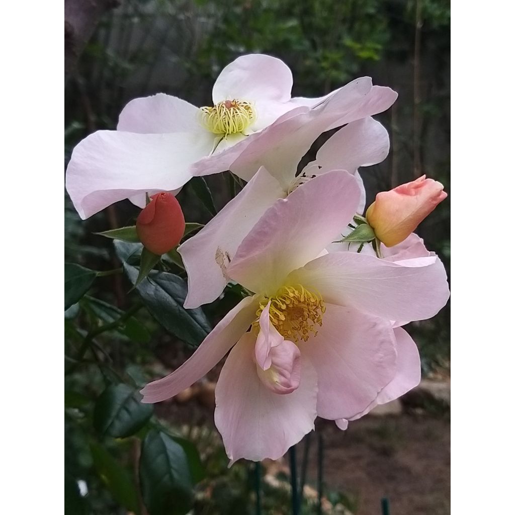 Rosa Sally Holmes - Muskusroos