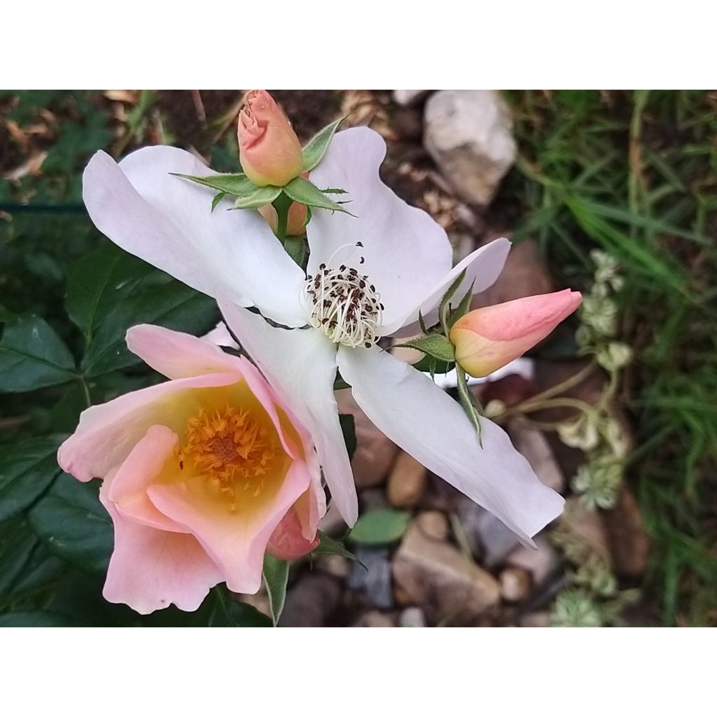 Rosa Sally Holmes - Muskusroos