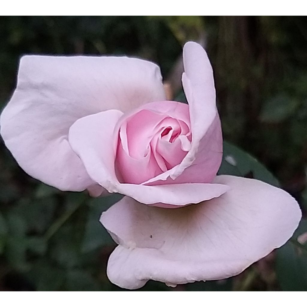 Rosa Souvenir de la Malmaison - Historische roos