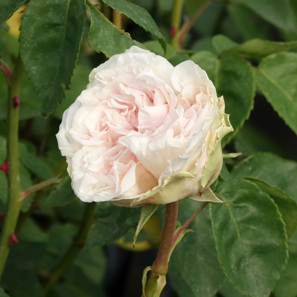 Rosa Souvenir de la Malmaison - Historische roos