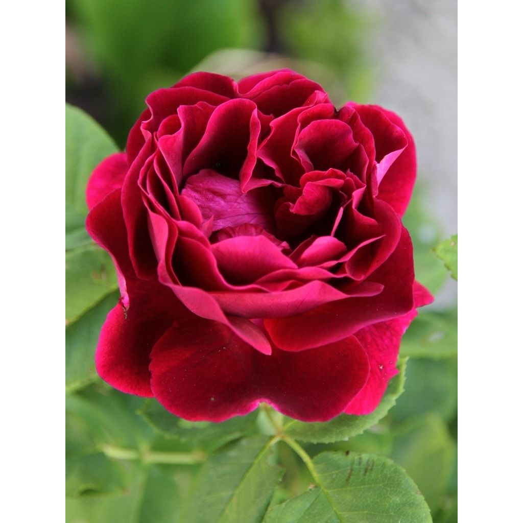 Rosa Souvenir du Docteur Jamain - Historische roos