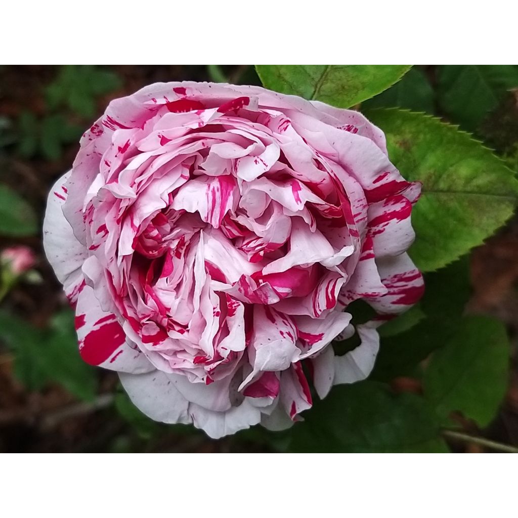 Rosa Variegata di Bologna - Historische roos