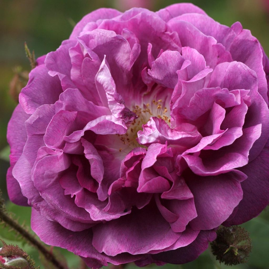Rosa William Lobb - Historische roos