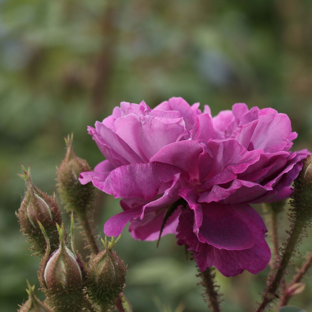 Rosa William Lobb - Historische roos