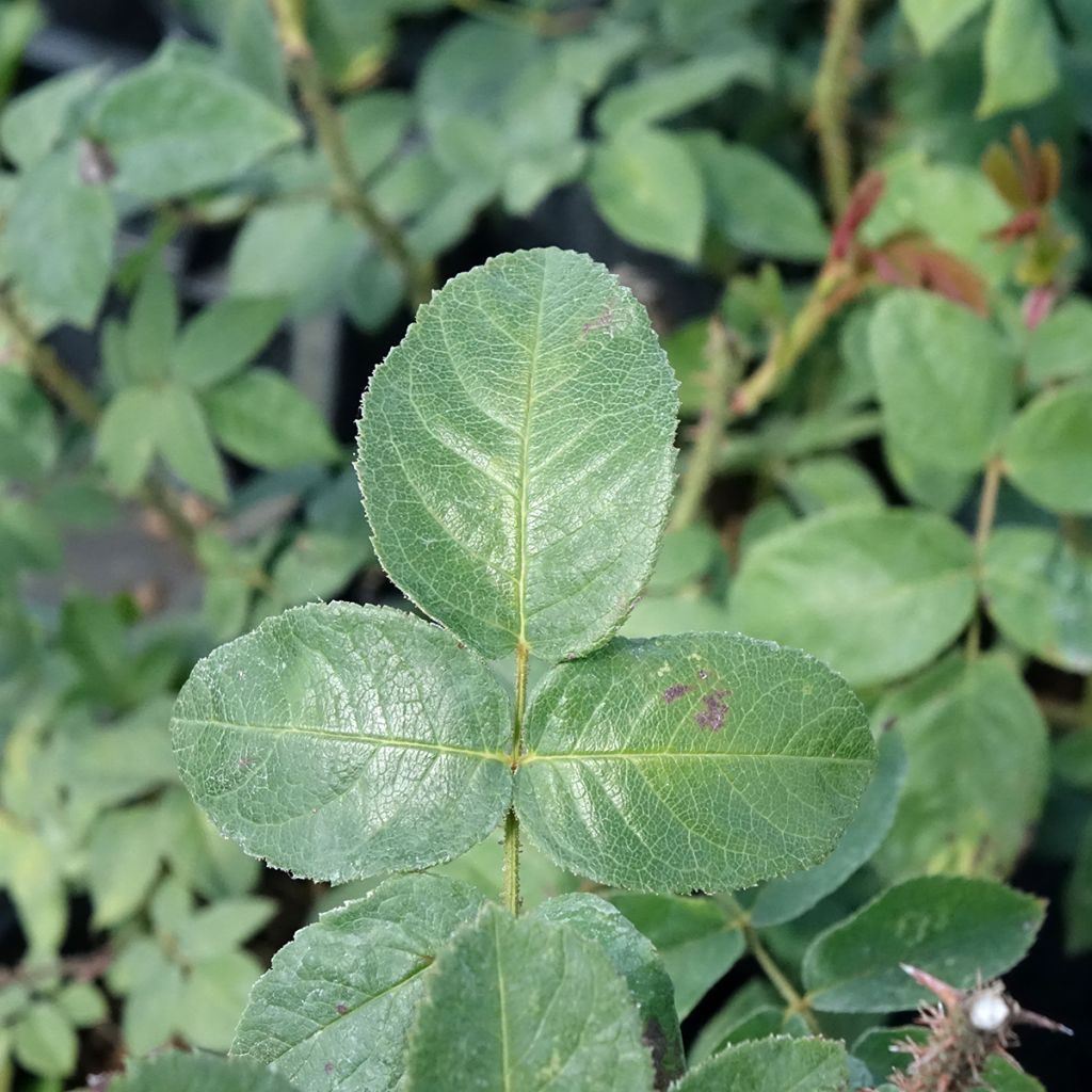 Rosa William Lobb - Historische roos