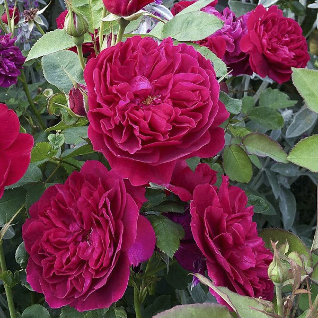 Rosa Darcey Bussell - Stamroos