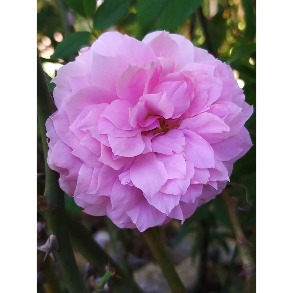 Rosa The Mayflower - David Austinroos