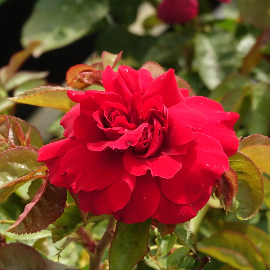 Rosa Hamlet - Engelse roos