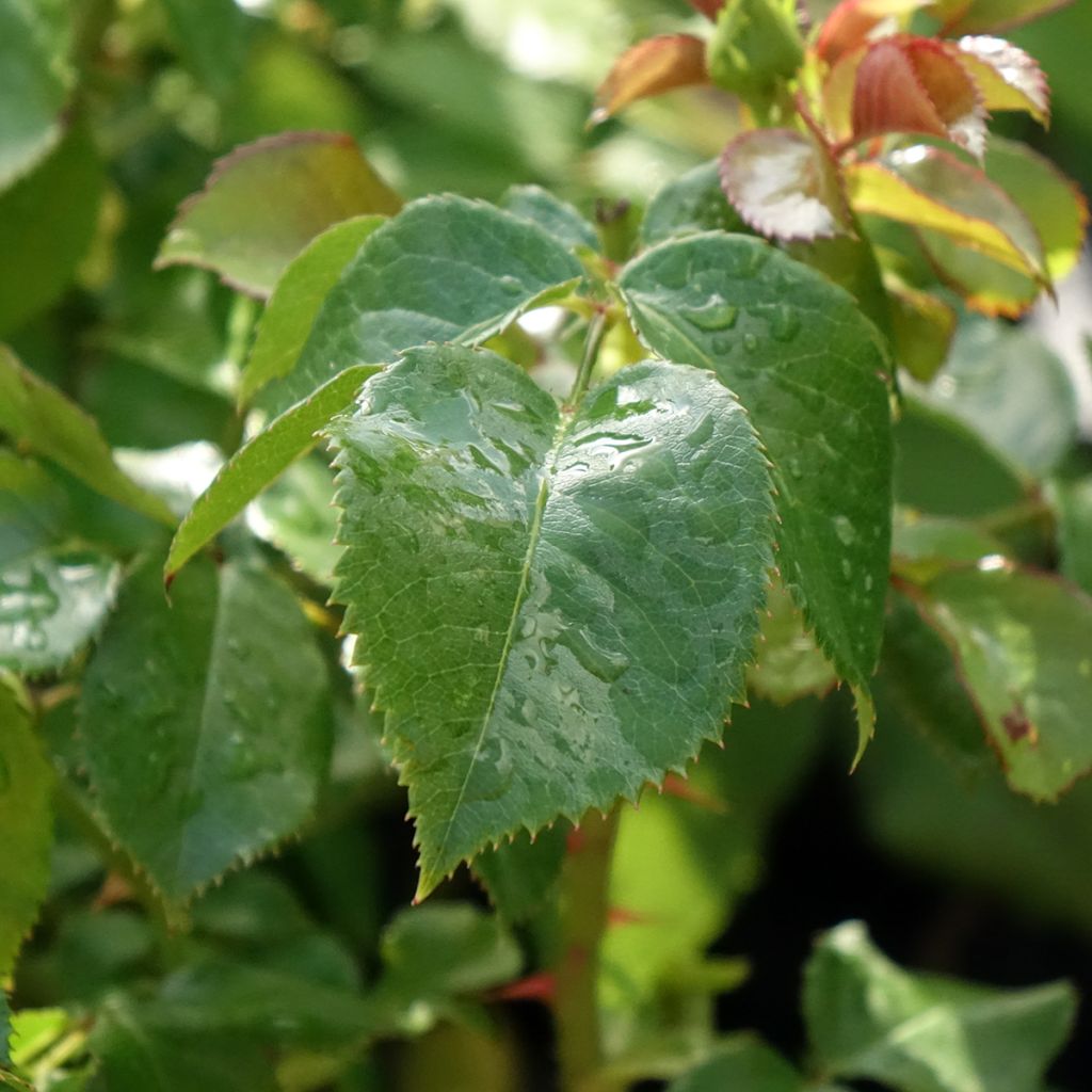 Rosa Amber Abundance - Engelse roos