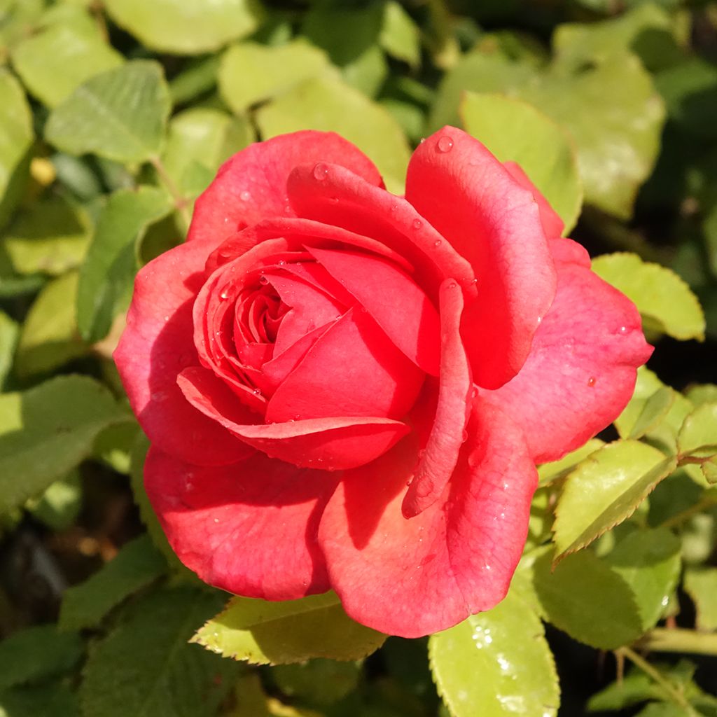 Rosa Sir Lancelot - Engelse roos