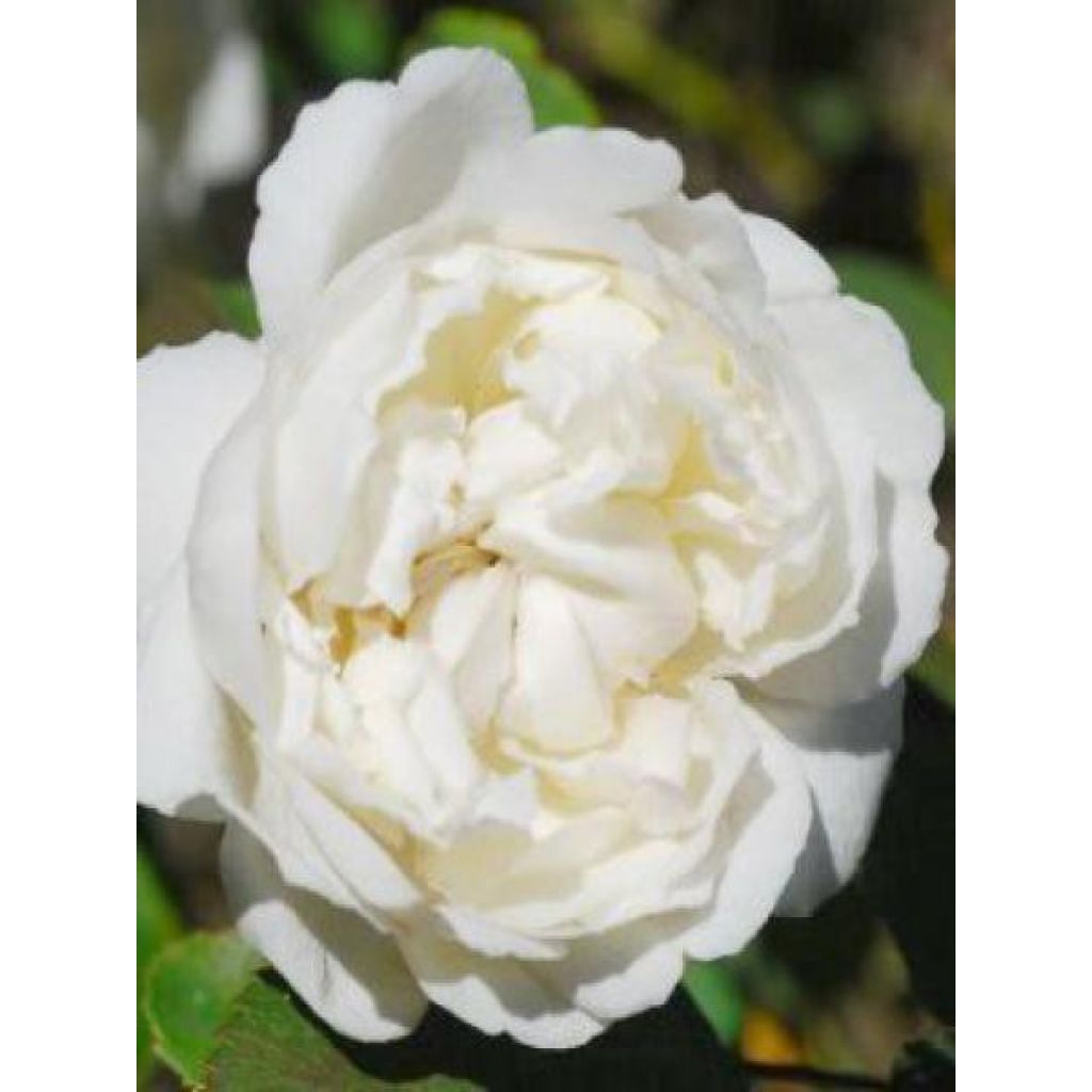 Rosa Winchester Cathedral - David Austinroos