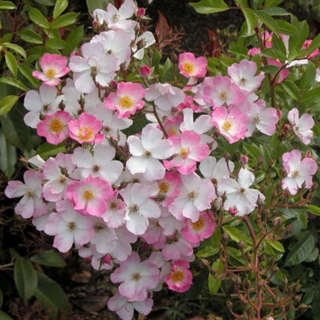 Rosa Ballerina - Muskusroos