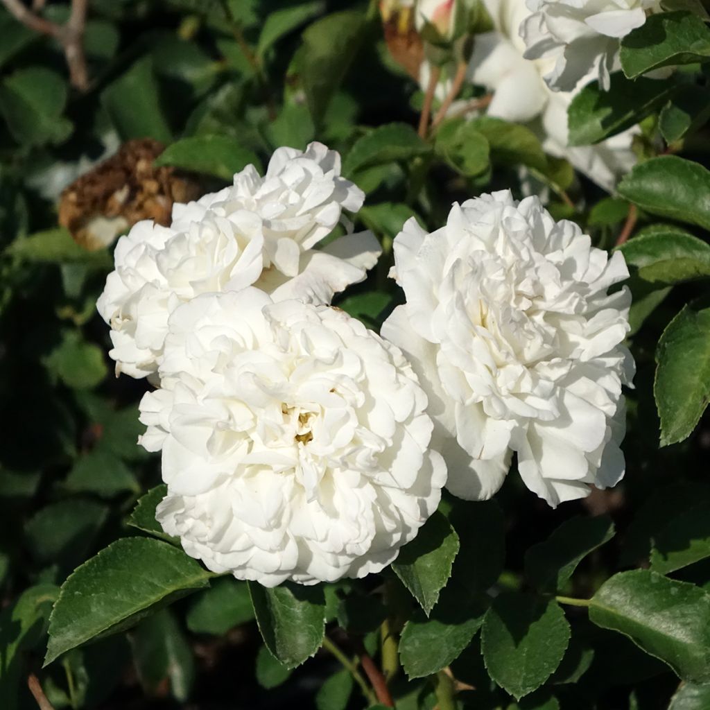Rosa White Meidiland - Polyantharoos