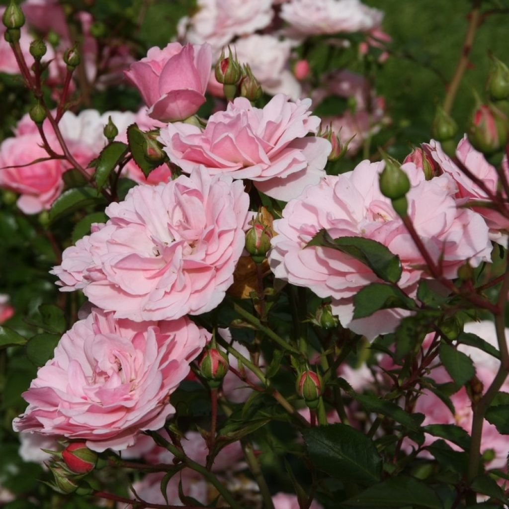 Rosa Bonica - Polyantharoos