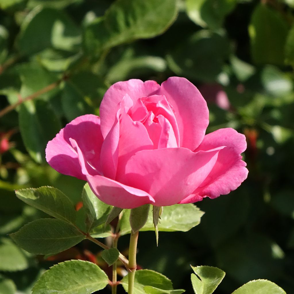 Rosa Play Rose - Polyantharoos