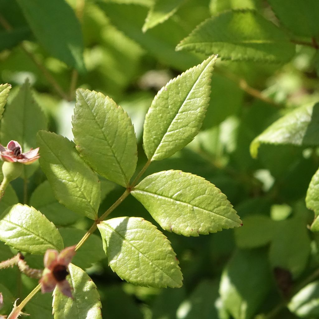Rosa Dinky - Muskusroos