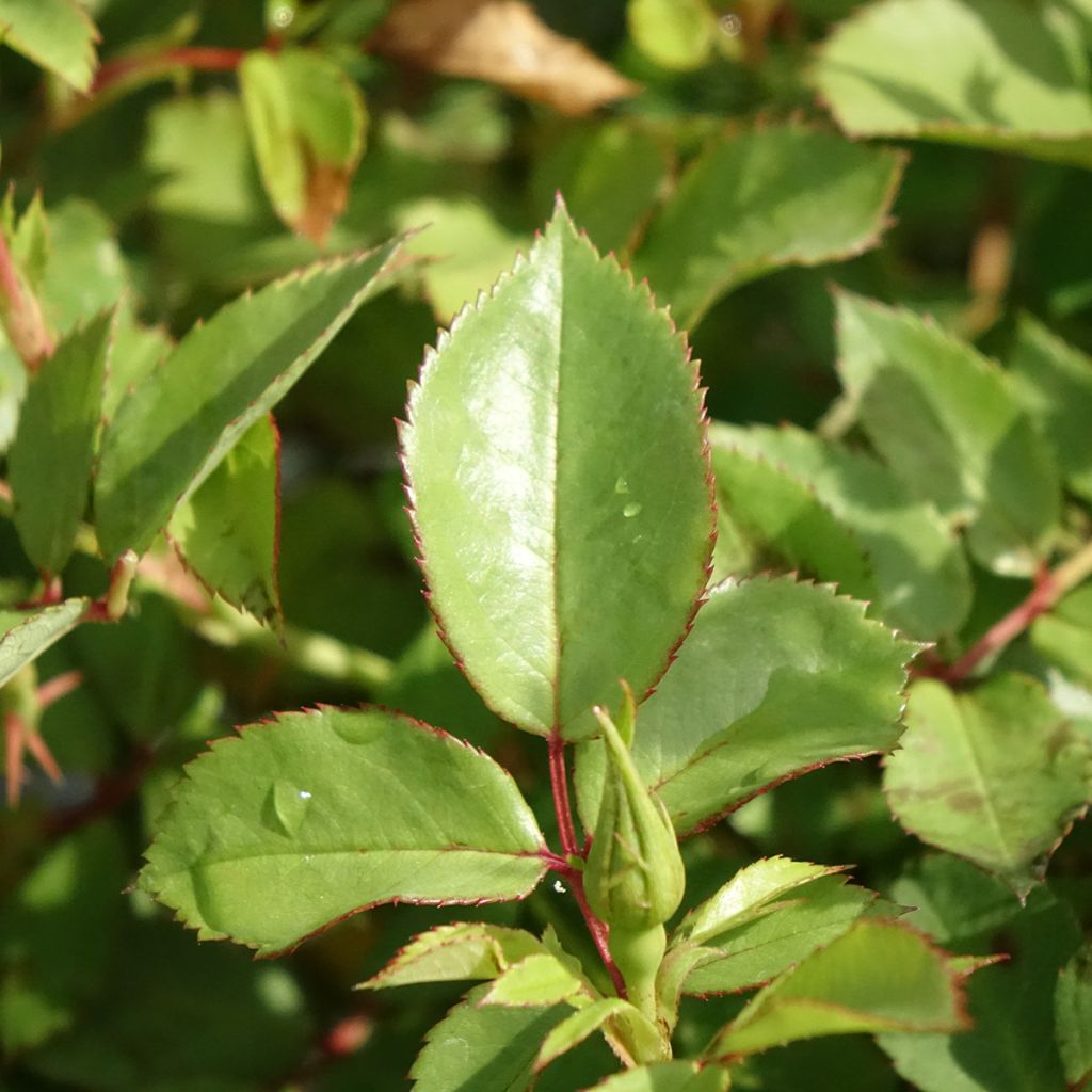 Rosa Friendly Sweet - Polyantharoos