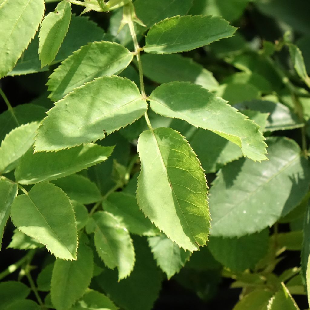 Rosa Golden Wings - Polyantharoos