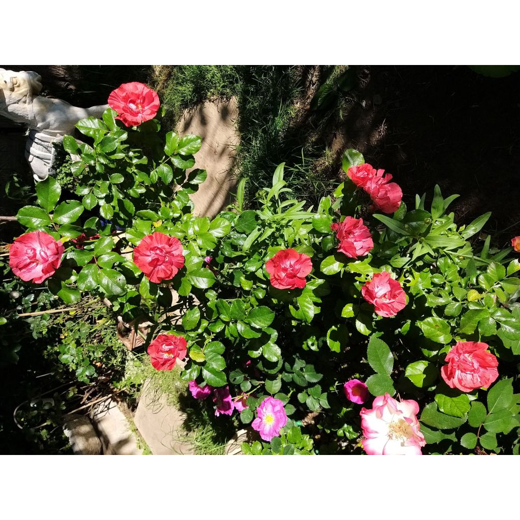 Rosa La Reine de la Nuit - Polyantharoos