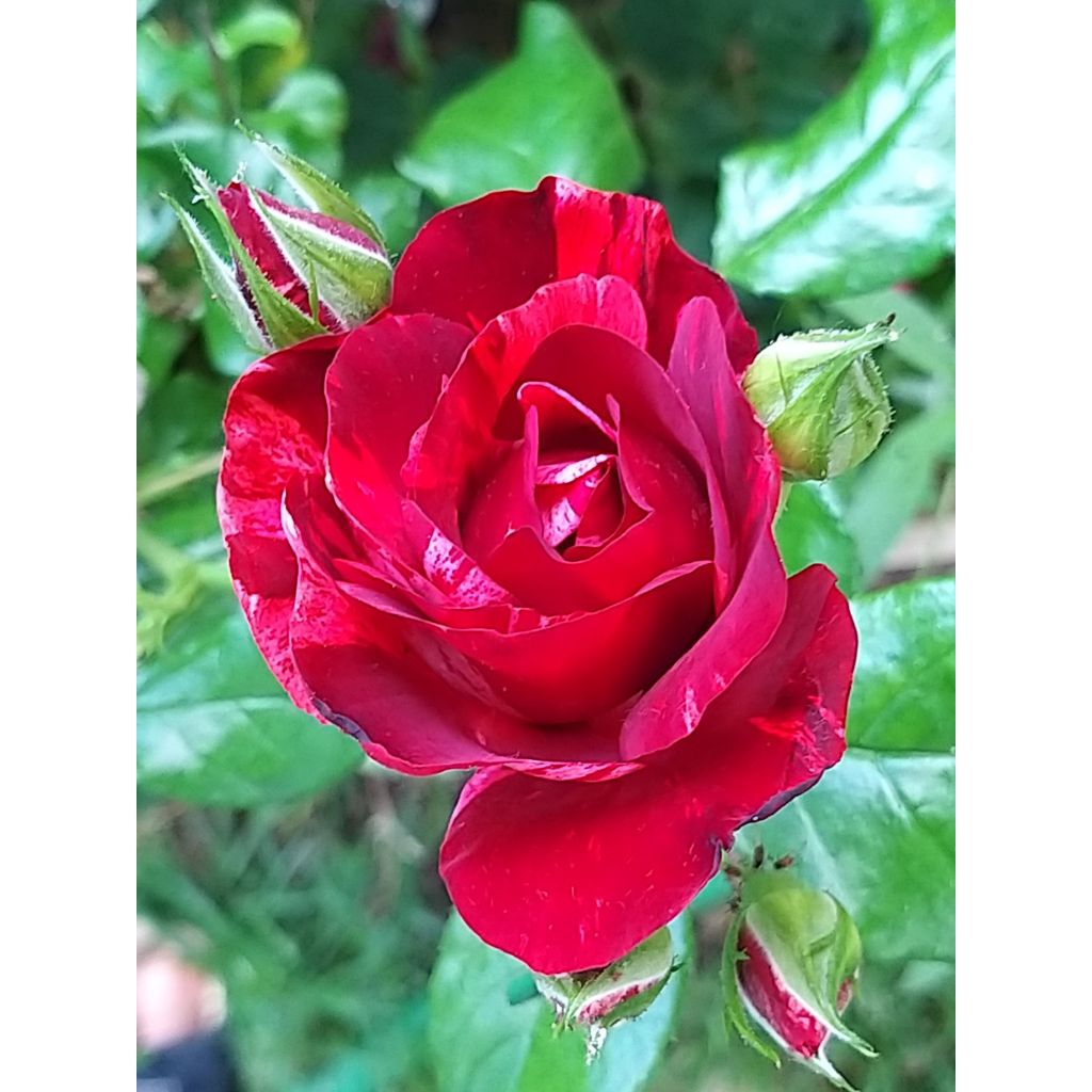 Rosa La Reine de la Nuit - Polyantharoos
