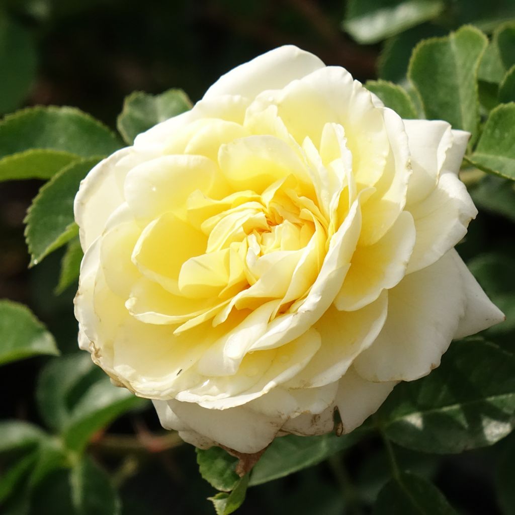 Rosa Nadia Meillandecor - Polyantharoos