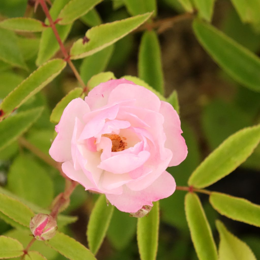 Rosa moschata Petite de Terre Franche - Muskusroos