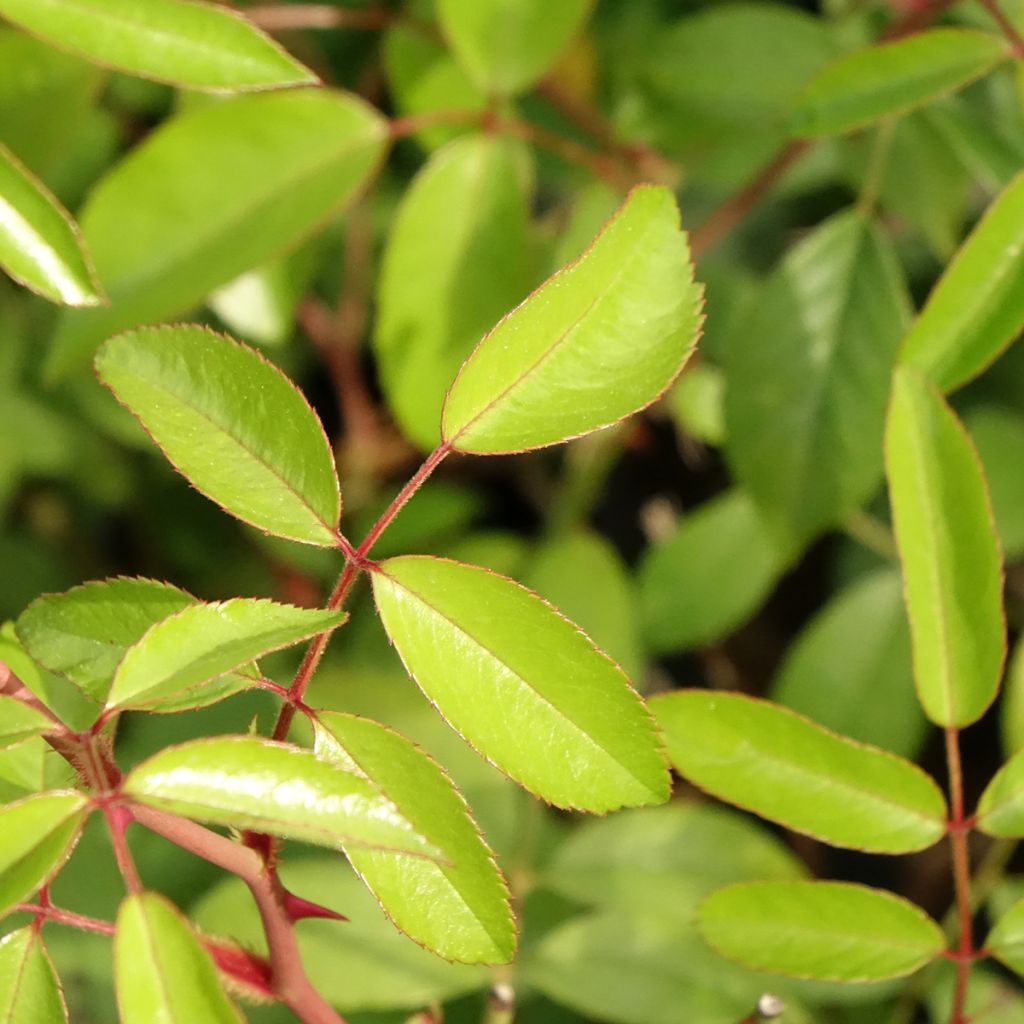 Rosa Plaisanterie - Klimroos