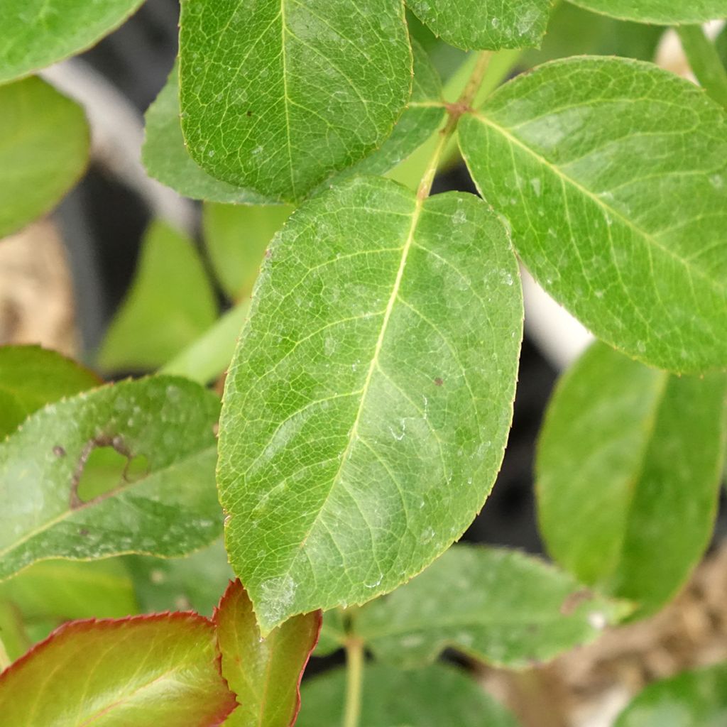 Rosa Prins Alexander - Polyantharoos