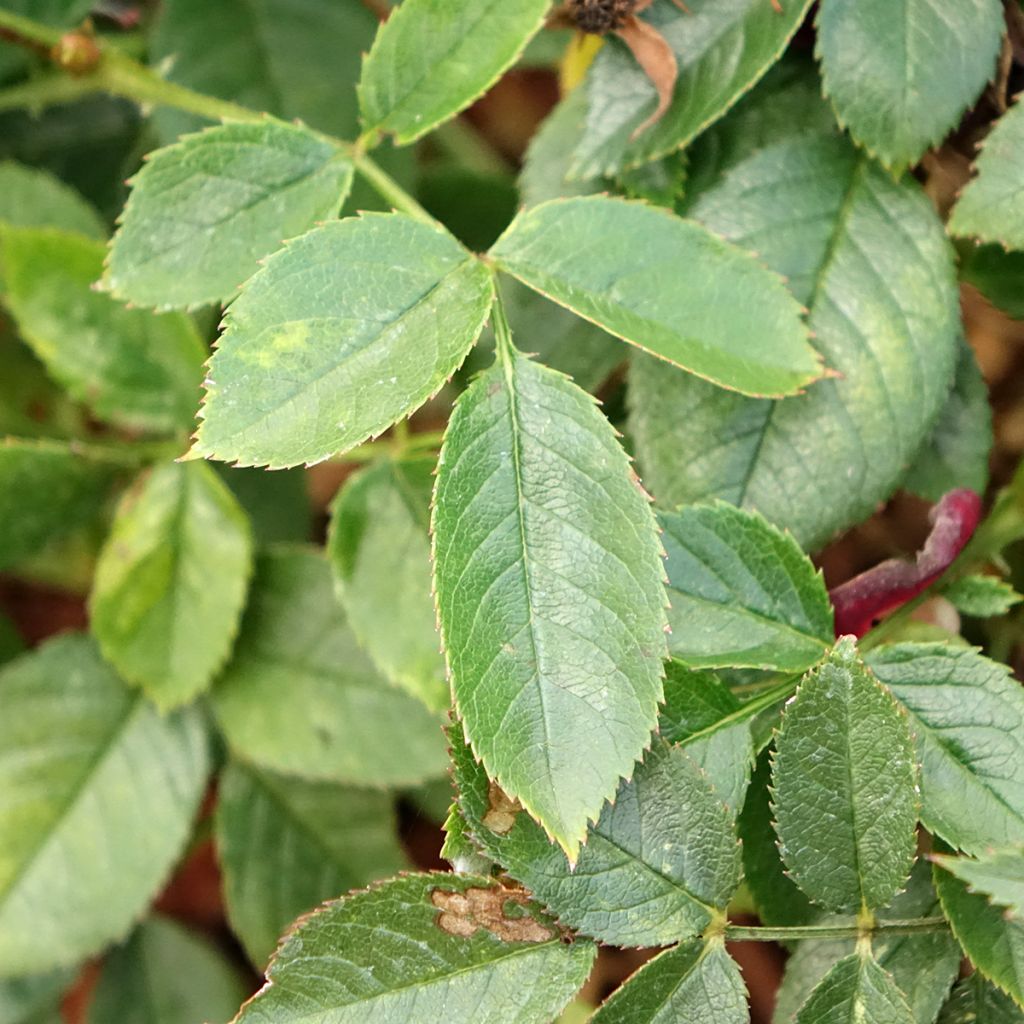 Rosa Rosy Boom Colour Change - Polyantharoos