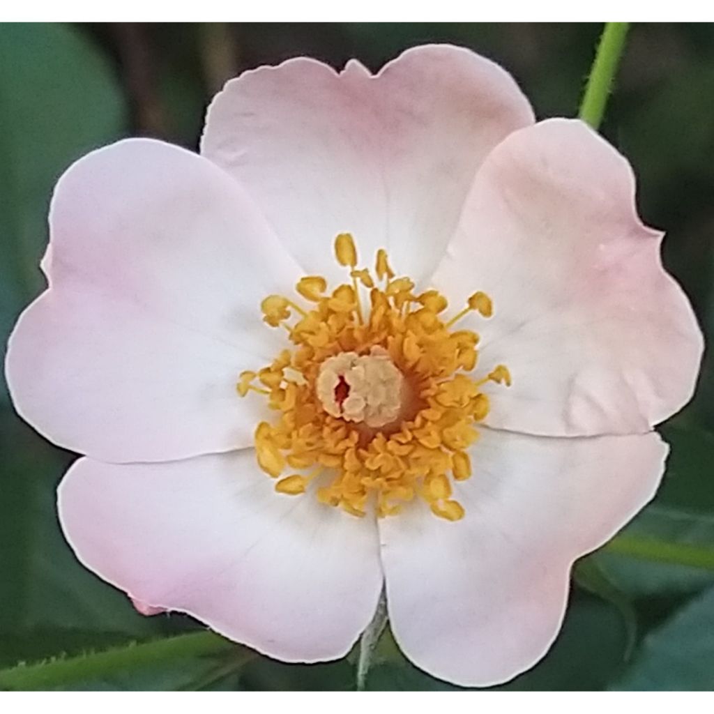 Rosa Rosy Cushion - Polyantharoos
