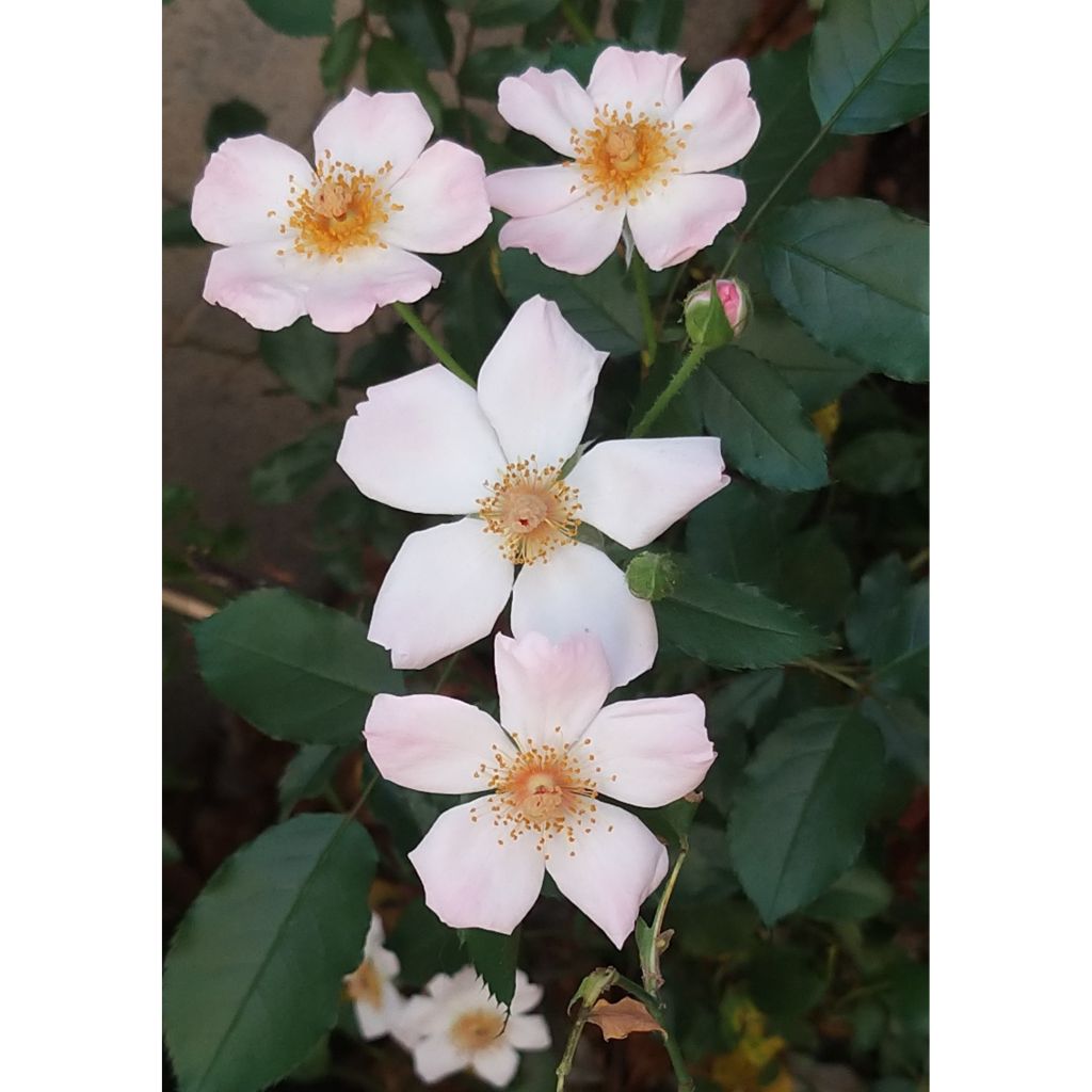 Rosa Rosy Cushion - Polyantharoos