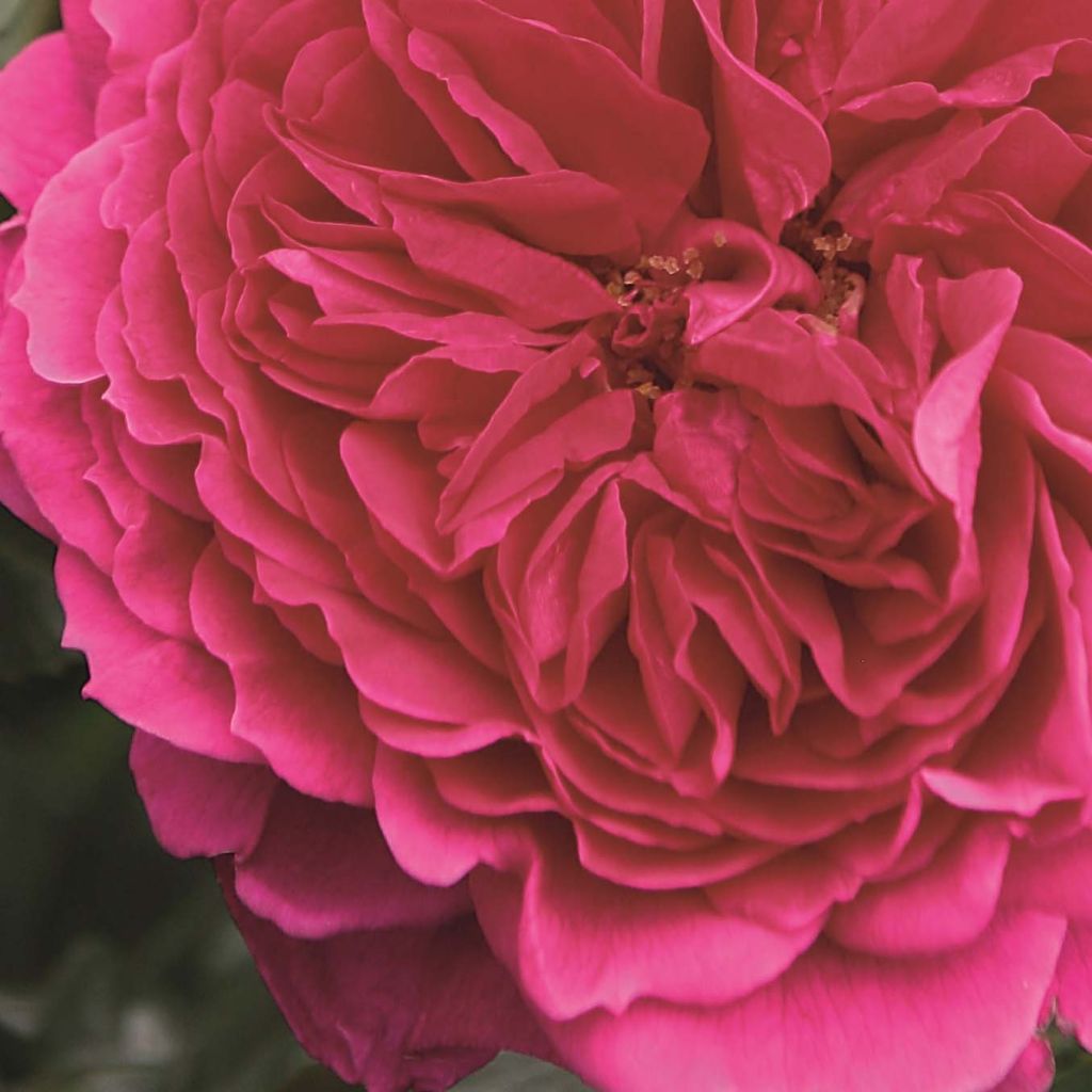 Rosa Soul - Polyantharoos