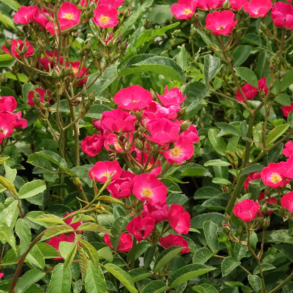 Rosa moschata Vif Eclat - Muskusroos