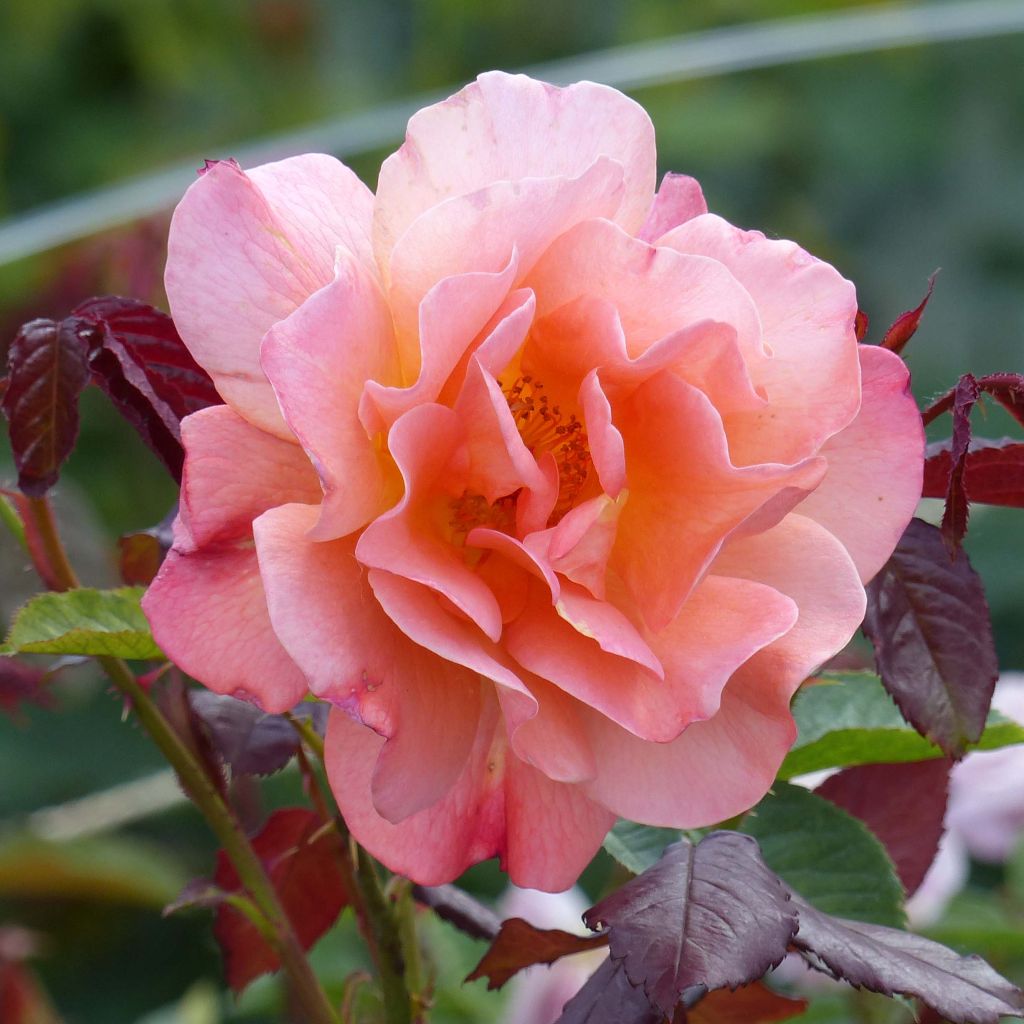 Rosa Westerland - Polyantharoos