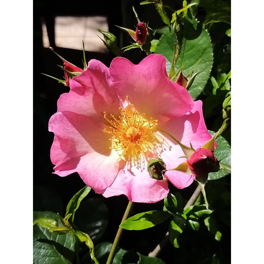Rosa Pretty Sunrise - Polyantharoos