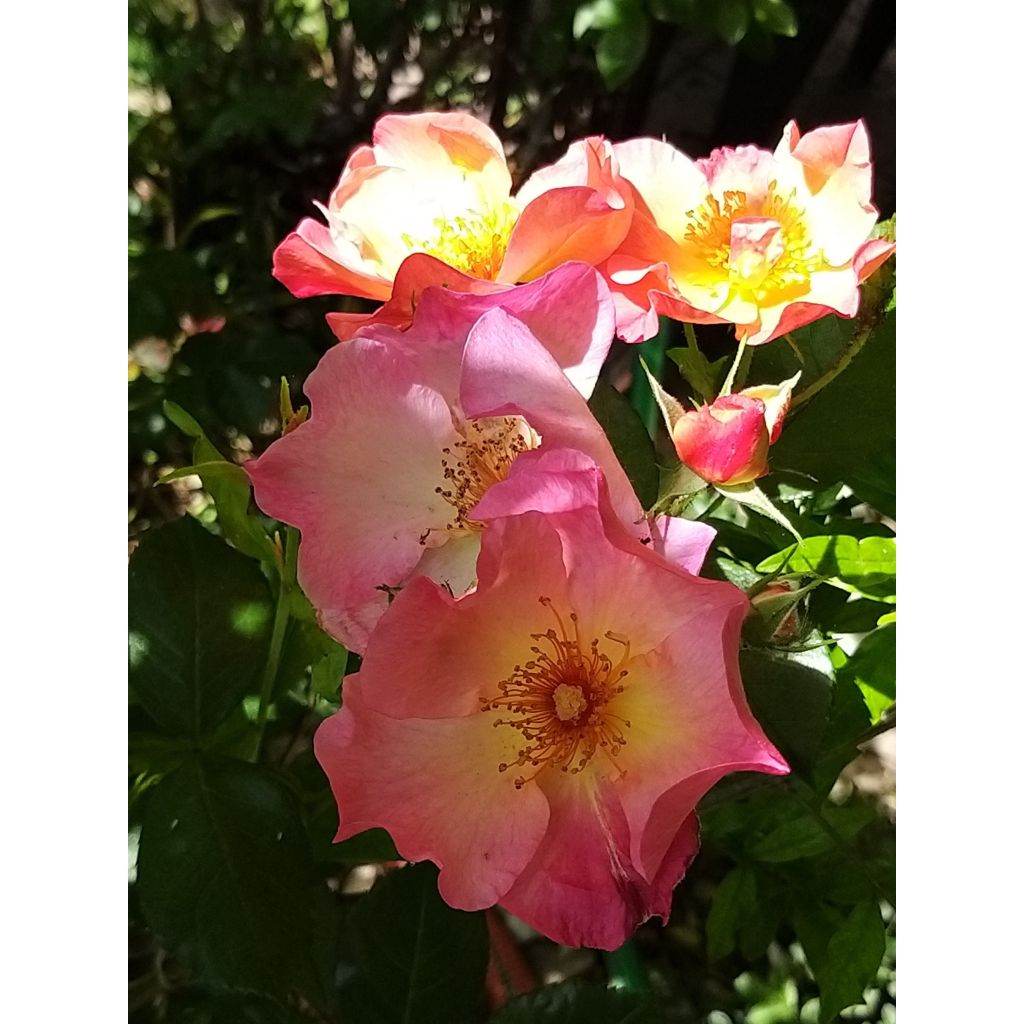 Rosa Pretty Sunrise - Polyantharoos