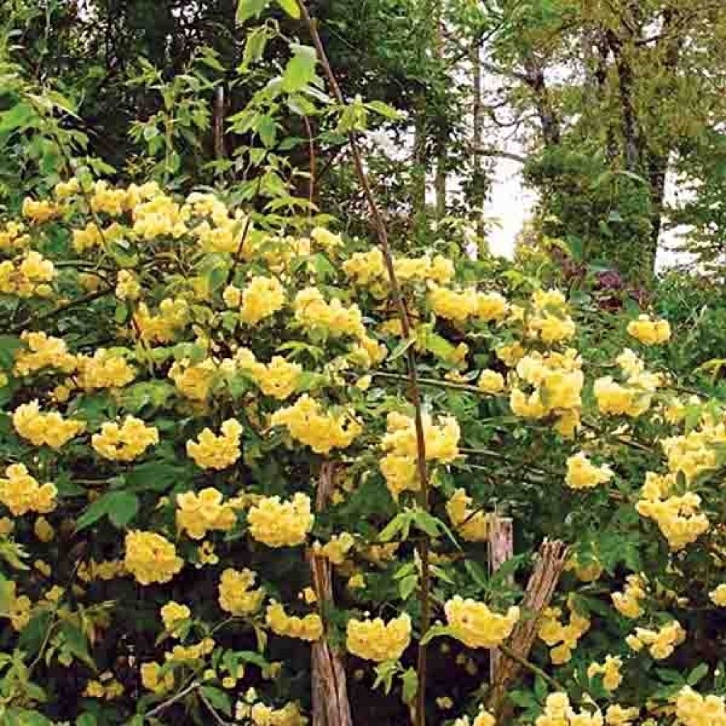 Rosa banksiae Lutea - Banksia roos