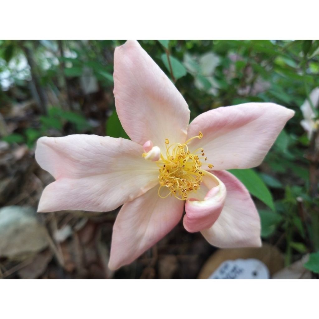 Rosa Mutabilis - Chinese roos