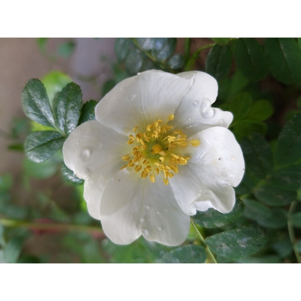 Rosa omeiensis sericea pteracantha - Botanische roos
