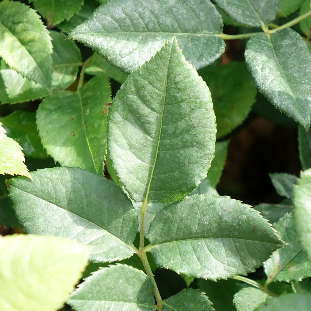 Rosa La Gaité - Grootbloemige roos