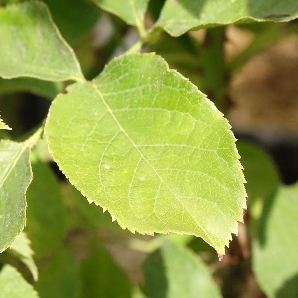 Rosa Pascali - Grootbloemige roos